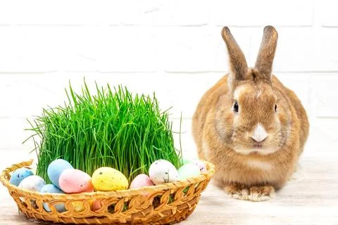Fluffy Easter Bunny with a basket of painted Selective focus. Easter concept. Stock Photos