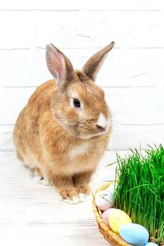 Fluffy easter bunny with colored easter eggs near green grass close-up Stock Photos