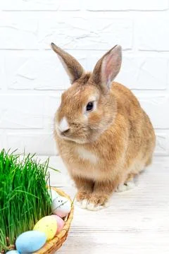 Fluffy easter bunny with colored easter eggs near green grass close-up Stock Photos