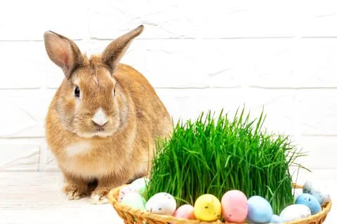 Fluffy easter bunny with colored easter eggs near green grass close-up. Place Stock Photos