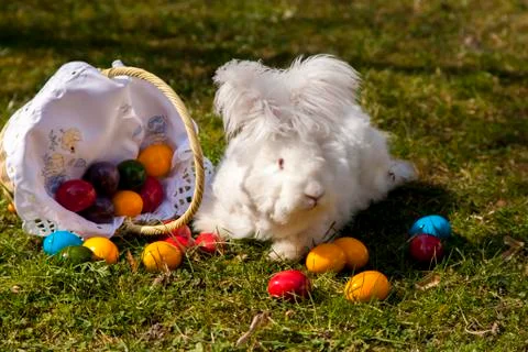 Fluffy easter bunny with easter eggs Stock Photos