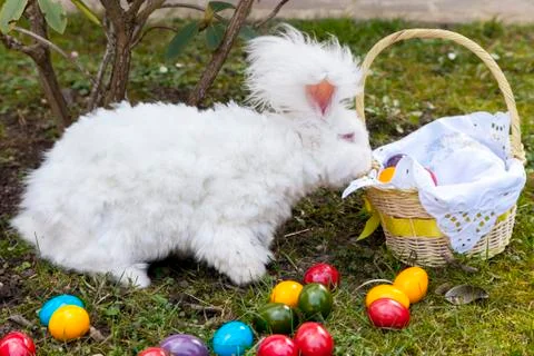 Fluffy easter bunny with easter eggs Stock Photos