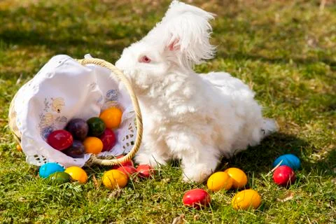 Fluffy easter bunny with easter eggs Stock Photos