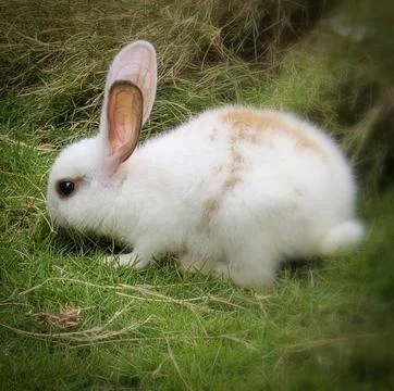 Fluffy easter white rabbit with orange patches explores a grassy lawn near ha Stock Photos