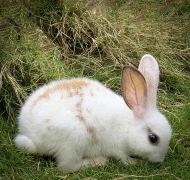 Fluffy easter white rabbit with orange patches explores a grassy lawn near ha Stock Photos