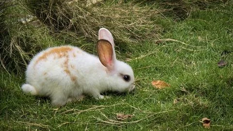 Fluffy easter white rabbit with orange patches explores a grassy lawn near ha Stock Photos