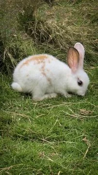 Fluffy easter white rabbit with orange patches explores a grassy lawn near ha Stock Photos