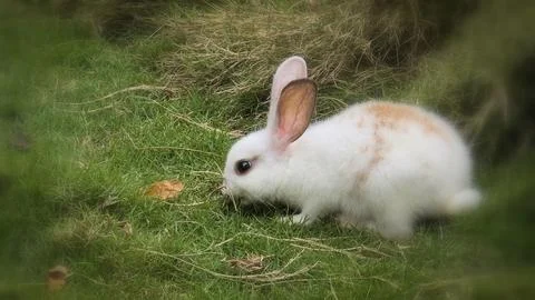 Fluffy easter white rabbit with orange patches explores a grassy lawn near ha Stock Photos