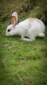Fluffy easter white rabbit with orange patches explores a grassy lawn near ha Stock Photos