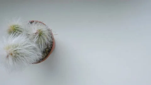 Fluffy espostoa cactus Stock Footage 231999681