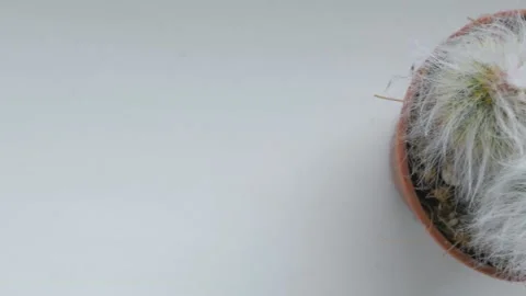 Fluffy espostoa cactus Stock Footage 231999751