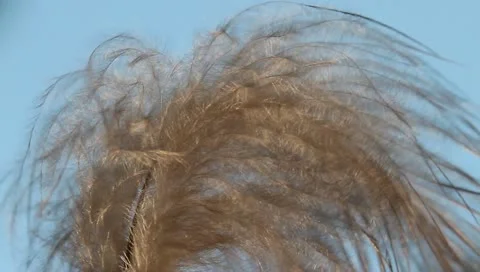 Fluffy feather Stock Footage 11149612
