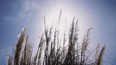 Fluffy feather grass eared from the wind in the sunlights against the blue sky 库存影片 113993744