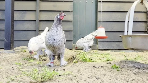 Fluffy feathered booted brahma chickens scratching and feeding in the sand Stock Footage 336027301