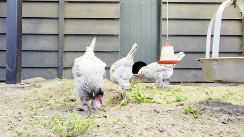 Fluffy feathered booted brahma chickens scratching and feeding in the sand Stock Footage 336027302