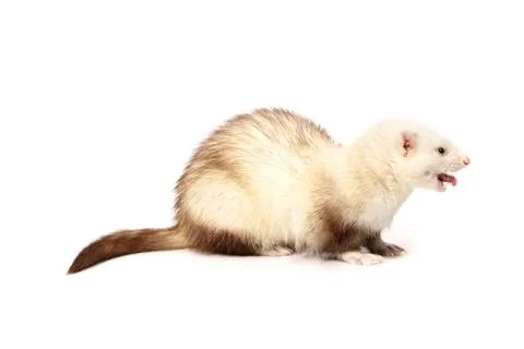 Fluffy ferret on white background posing for portrait in studio Stock Photos
