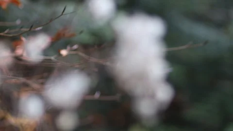 Fluffy Flower Focus pull Close Up. Autumn. Stock Footage 121113607