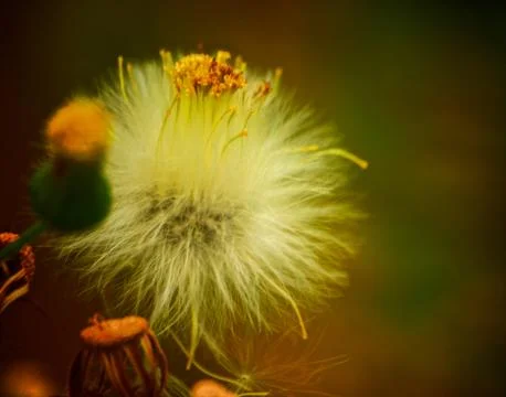 Fluffy flower 스톡 사진