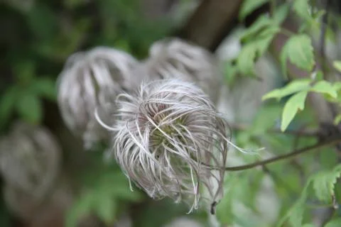 Fluffy flower Stock Photos