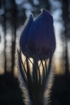 Fluffy flower Stock Photos