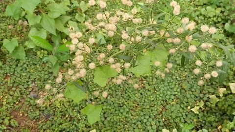Fluffy Flower Plant Stock Footage 246423385