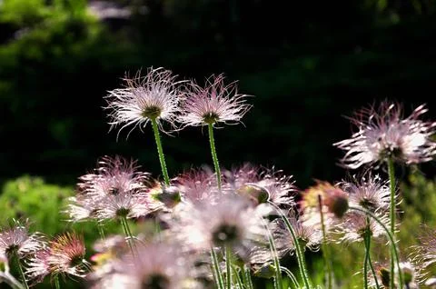 Fluffy flower in the rays of the setting sun on a dark background Stock Photos