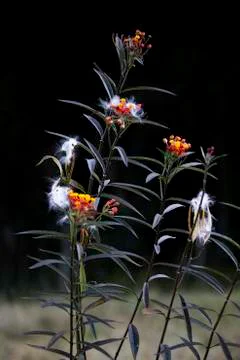 Fluffy Flowers Stock Photos