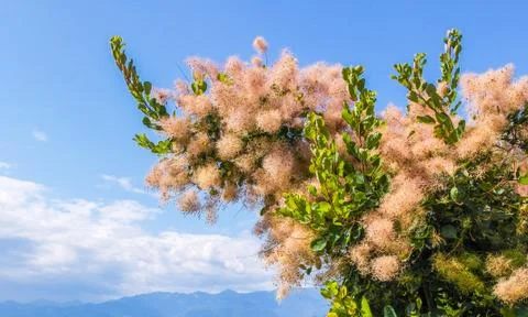 Fluffy Flowers Stock Photos