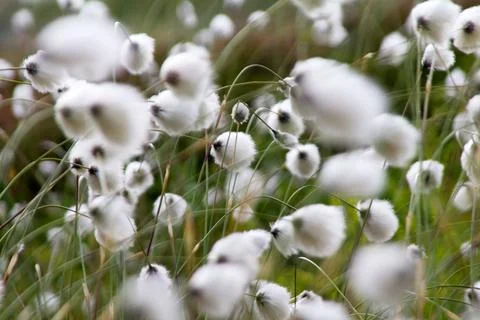 Fluffy flowers Stock Photos