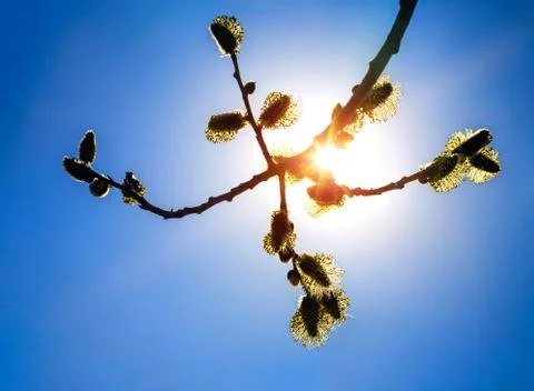 Fluffy flowers of a willow Stock Photos