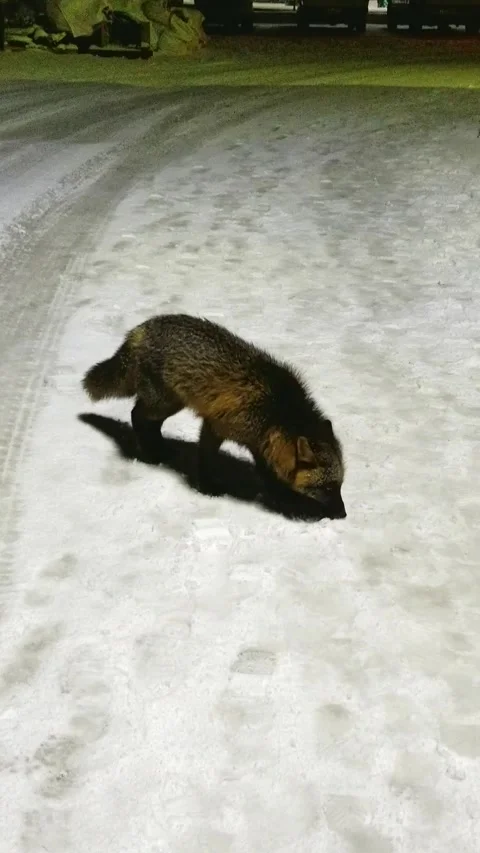 Fluffy fox in winter fur on snow in Unalaska Alaska. Wild animals in wintertime Stock Footage 338278197