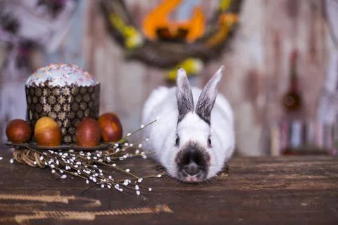 Fluffy foxy white rabbit with Easter eggs Stock Photos