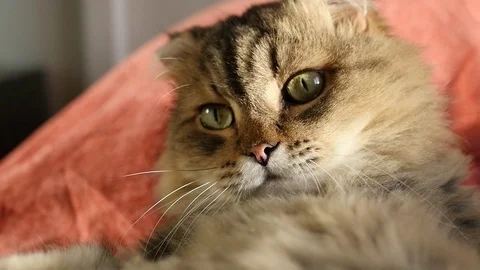 A fluffy funny cat is lying on his back on the bed and is trying to shat the Stock Footage 81217186