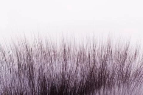 Fluffy fur Stock Photos