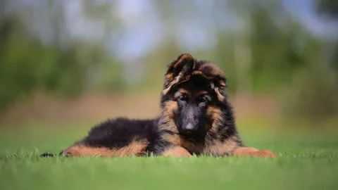 Fluffy German shepherd puppy resting on green grass in 4K slow motion Stock Footage 317757514