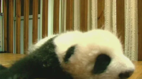 Fluffy Giant Panda Cub Resting Peacefully Indoors in Sichuan, China Vídeos de archivo 337802326
