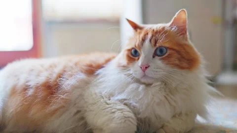 Fluffy Ginger and White Cat Looking Upwards Stock Footage 328660707