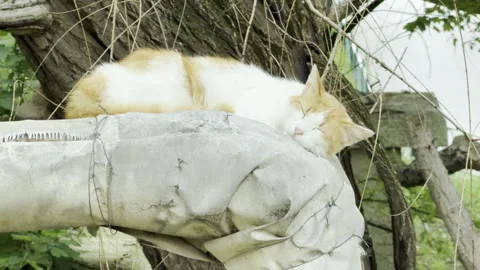 Fluffy Ginger And White Cat Sleeps Peacefully On An Outdoor Pipe Stock Footage 336939116