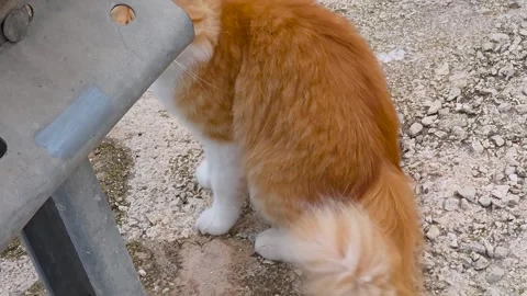 Fluffy ginger and white cat rubbing its face against a metal guardrail outdo Stock Footage 345172413