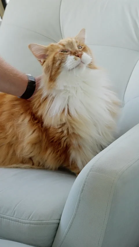 Fluffy ginger and white long-haired cat lounging on a light blue armchair while Stock Footage 317159185