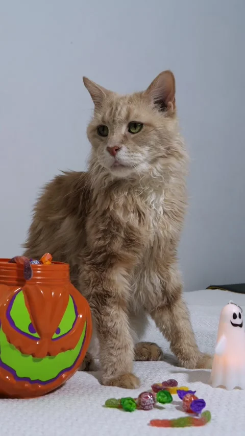 Fluffy ginger cat beside a Halloween pumpkin candy bucket and sweets Stock Footage 341667013