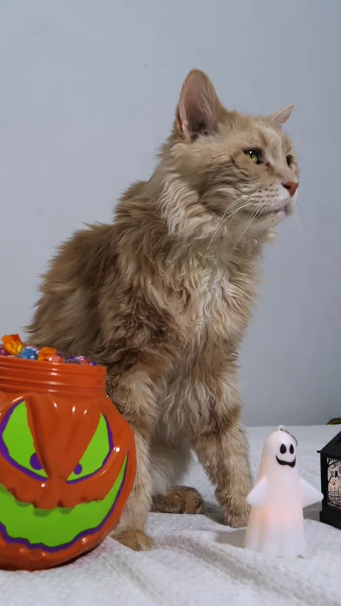 Fluffy ginger cat beside a Halloween pumpkin candy bucket and ghost light 스톡 동영상 342521776