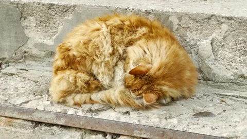 Fluffy Ginger Cat Curls Up Tight and Sleeps on Rough Outdoor Concrete Steps Stock Footage 335782419