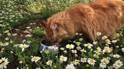 Fluffy ginger cat drinks from bowl amidst a field of daisies Stock Footage 337127182