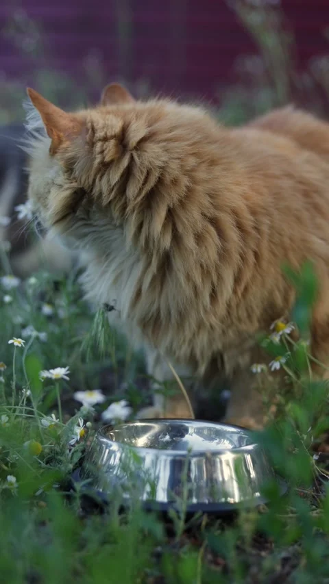 Fluffy ginger cat drinks water from a metal bowl in a field of daisies Stock Footage 337127521