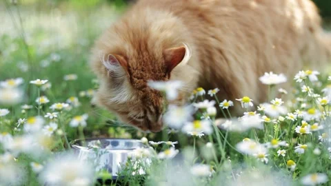 Fluffy ginger cat drinks water from a bowl in a field of daisies Stock Footage 337127974