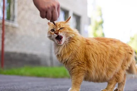 Fluffy ginger cat eagerly eats a treat offered by a human hand Stock Photos