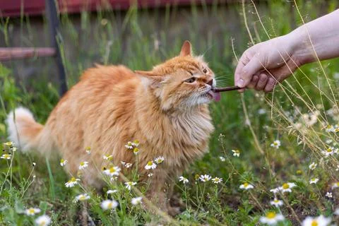 Fluffy ginger cat eagerly licking a treat held by a human hand outdoors Stock Photos