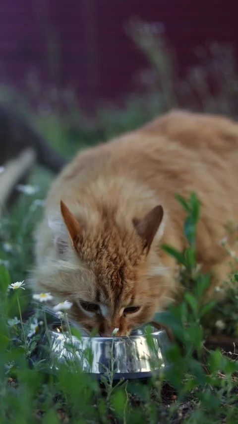 Fluffy ginger cat eats from a metal bowl in a garden with daisies Stock Footage 337127592