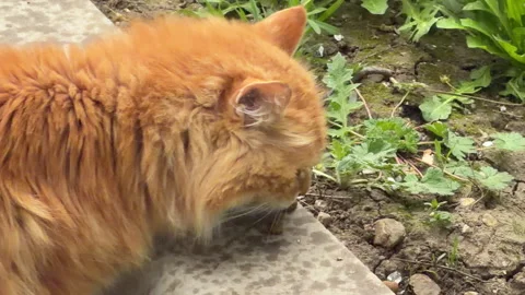 Fluffy Ginger Cat Eats Outdoor Meal Near Green Garden Plants 库存影片 333185534